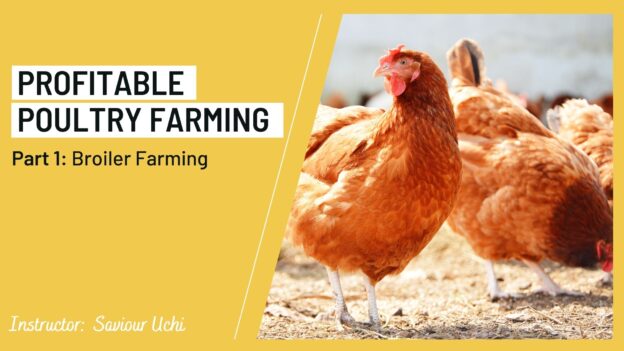 Agribusiness- Profitable Poultry Farming – Part 1