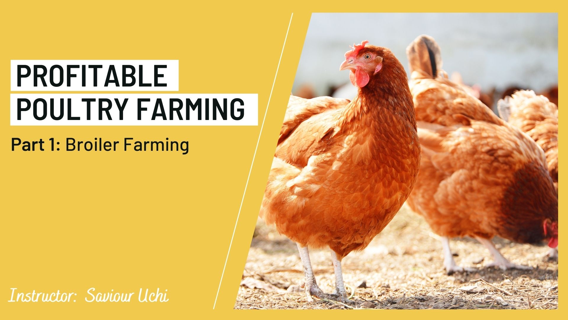 Agribusiness- Profitable Poultry Farming – Part 1 – The Impact Space