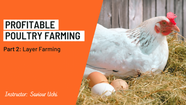 Agribusiness – Profitable Poultry Farming Part 2